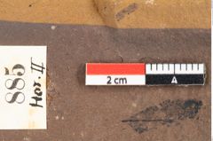 Foto (Detailsansicht) von Quercus palaeoilex Ettingshausen (NHMW-GEO-2024-0188-0885)